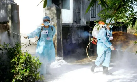 Liên cầu lợn ở người tăng đột biến,TP. Huế khuyến cáo phòng tránh