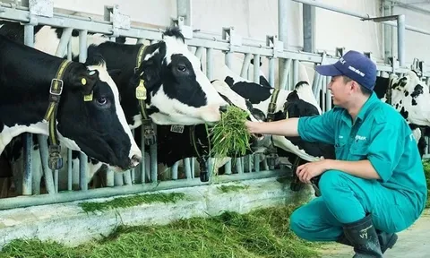 Lý do nhiều vùng chăn nuôi bò sữa trên bờ vực phá sản