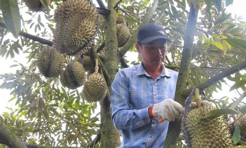 Phập phồng mùa thu hoạch sầu riêng