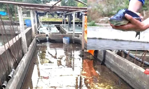 Cá tầm Trung Quốc ồ ạt vào Việt Nam, người nuôi trong nước lao đao
