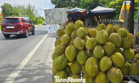 Sầu riêng đang là 'cuộc chơi' của Việt Nam và Thái Lan