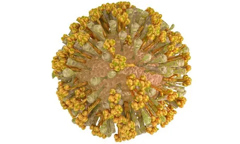 Infographic: Các triệu chứng của bệnh chikungunya