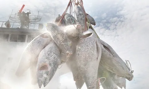 Một mặt hàng của Việt Nam được châu Âu ngày càng ưa chuộng: Thu về hơn nửa tỷ USD, nước ta đứng Top 5 'ông trùm' của thế giới