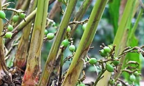 Loại hạt đắt đỏ bậc nhất thế giới, 2 triệu đồng/kg, ở Việt Nam trồng bạt ngàn