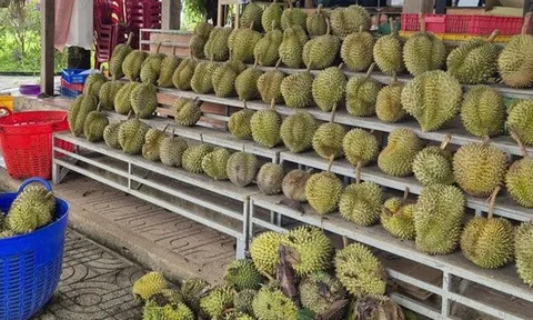 Giá sầu riêng tăng nóng, vì sao nông dân vẫn than khó xuất khẩu?