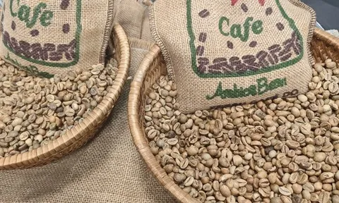 Giá cà phê hôm nay 28-8: Khó tin, Robusta tăng mạnh phiên thứ 6 liên tiếp
