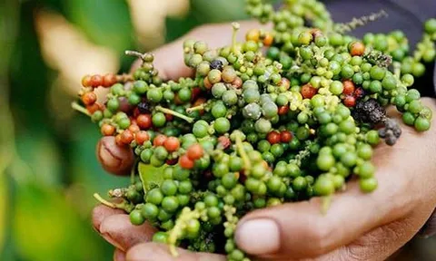 Giá tiêu 28/8: Tiêu nội địa liên tục tăng mạnh