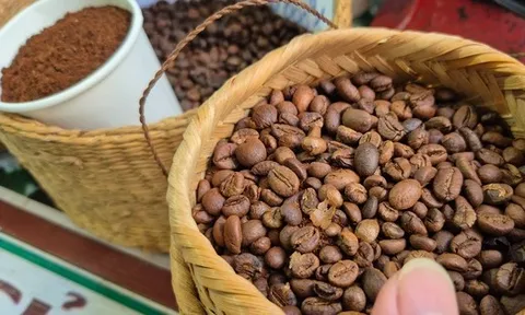 Giá cà phê hôm nay 29-8: Mạch tăng giá bị cắt, Mỹ trồng cà phê