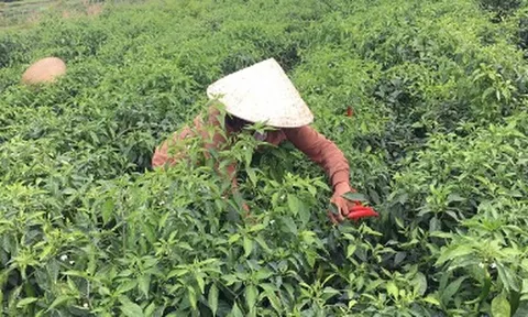 Không phải sầu riêng, một loại quả của Việt Nam được Mỹ, Lào đua nhau săn lùng: Thu hơn 140 tỷ kể từ đầu năm, được mệnh danh ‘một vốn mười lời’