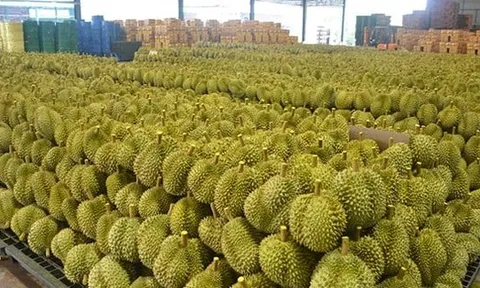 Trung Quốc vừa có bước đột phá mới trong nhập khẩu sầu riêng: Vận chuyển từ Đông Nam Á chỉ trong 1 tuần, xử lý 10.000 container mỗi năm