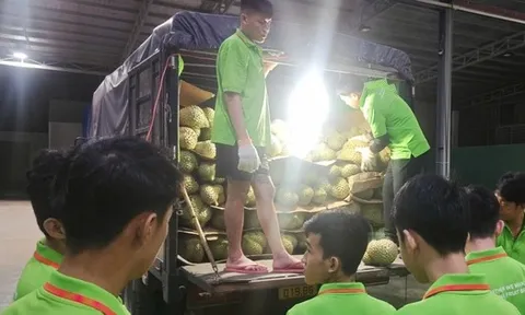 Các vựa sầu riêng thu mua xuyên lễ 2-9