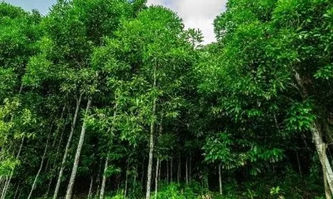 'Cây kim tiền' từ Mỹ, Thái Lan đổ bộ giúp Việt Nam xuất khẩu đứng thứ 5 thế giới: Thuế nhập khẩu 0%, hơn một nửa thế giới đang mua hàng của nước ta