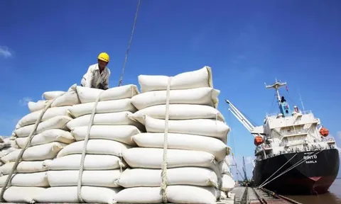 Giá gạo Việt Nam chạm mức cao nhất trong tám tháng