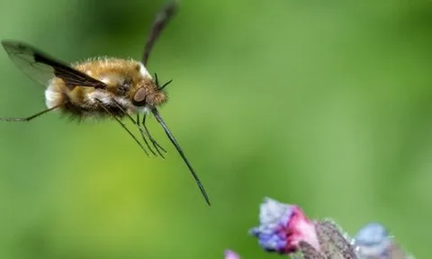 Tại sao bộ não ong nhỏ bé có thể nắm giữ chìa khóa cho AI thế hệ tiếp theo?