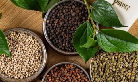 Giá tiêu hôm nay 3/9: Tiếp đà tăng mạnh nhiều phiên liên tiếp