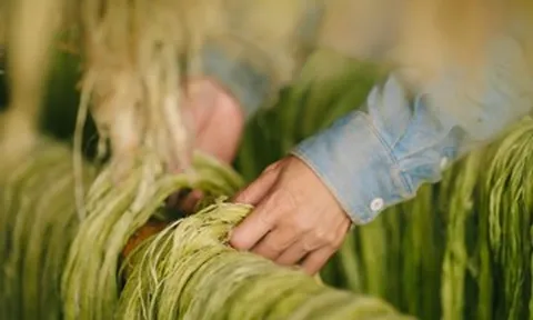 Giây phút chết lặng trên đồng dứa và quyết định khởi nghiệp của nữ giảng viên