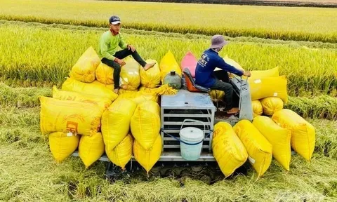 Lên phương án ứng phó việc Philippines tạm dừng nhập gạo
