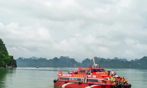 Quảng Ninh tạm dừng cấp phép cho tàu chở khách, tàu du lịch ra biển