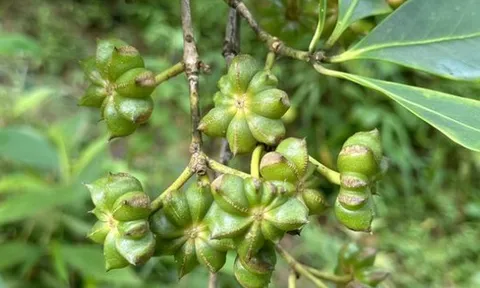 Việt Nam sở hữu hàng chục nghìn ha trồng một loại hoa triệu đô của thế giới: Vừa thu về hơn 40 triệu USD, Ấn Độ cực ưa chuộng