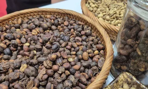 Giá cà phê hôm nay 10-9: Giảm, khối ngoại lấn át thị phần