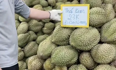 Giá sầu riêng rớt mạnh, nhà vườn tiếc hùi hụi vì không bán sớm