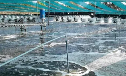 Trung Quốc liên tục săn lùng 'kho báu' dưới nước của Việt Nam: Nước ta là trùm đứng thứ 2 thế giới, sở hữu công nghệ chế biến hiện đại đứng top toàn cầu