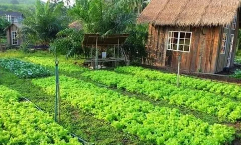 Thu nhập 15 triệu đồng/tháng, làm 10 năm ở Hà Nội vẫn chưa mua được nhà, tôi có nên về quê?