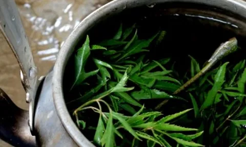 Uống nước đinh lăng nên dùng lá khô hay tươi?