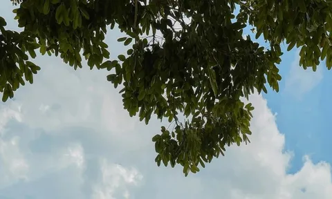 Nhà 85m2 có sân vườn lấy ánh sáng