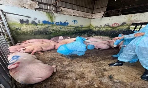 Phát hiện lò mổ gia súc có 89 con heo chứa chất tạo nạc bị cấm