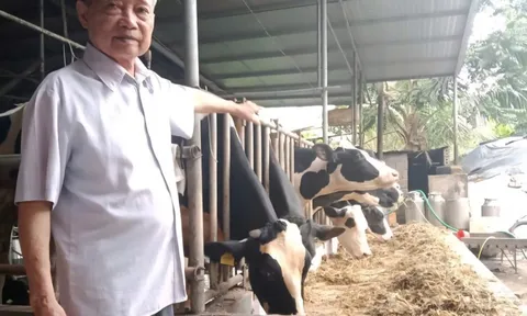 Lão nông thành tỷ phú bò sữa nhờ 'quyết định vàng'