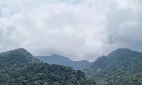 Quảng Trị xử lý thế nào với hơn 14.600 ha rừng bị chồng lấn, lấn chiếm?