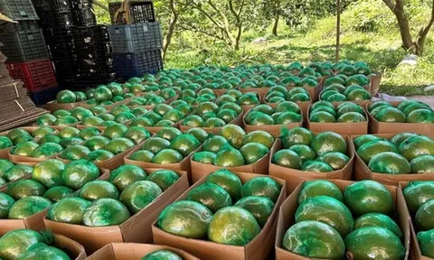 Không phải sầu riêng, loại quả của Việt Nam khiến cựu Thứ trưởng Bộ Nông nghiệp Mỹ phải tấm tắc khen ngon: sản lượng 1 triệu tấn/năm, vừa có thêm 'visa' sang Úc