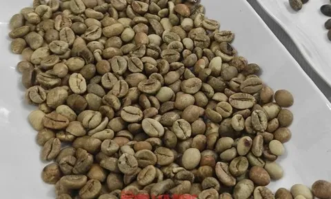 Giá cà phê hôm nay 13-10: Mỹ tăng mua đột biến, giá cà phê có tăng trở lại?