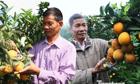 Bỏ việc ở Bệnh viện Quân y, người đàn ông về Sơn La trồng thứ cây lạ đời “ra quả không biết mệt” rồi thành tỷ phú