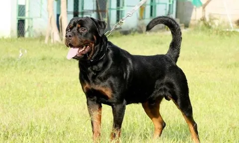 Bé trai 2 tuổi bị chó dữ cắn tử vong, nữ bảo mẫu lập tức bị bắt