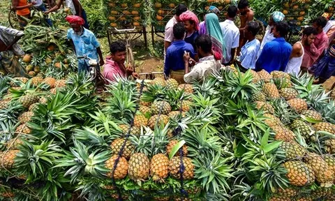 Không phải sầu riêng, loại quả của Việt Nam sang Nga đắt hàng kỷ lục: xuất khẩu tăng hơn 400%, sản lượng 860.000 tấn/năm