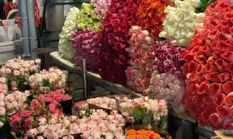 Chợ hoa lớn nhất Hà Nội cận 20/10: Tiểu thương gần như không có thời gian ngủ