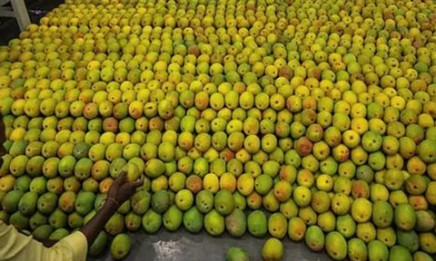 Loại quả của Việt Nam khiến cựu Đại sứ Hoa Kỳ phải xuýt xoa khen ngợi 'ngon nhất thế giới': Trung Quốc siêu mê, diện tích trồng hơn 110.000 ha
