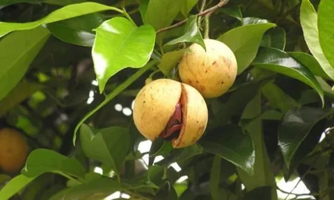 Một loại gia vị triệu đô thế giới rất hiếm nhưng Việt Nam trồng bạt ngàn: 31 quốc gia liên tục săn đón, nước ta xuất khẩu hơn 3.000 tấn