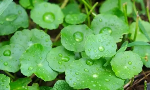 Tìm ra phương pháp chữa hói đầu, kích thích mọc tóc cực tốt – sau 8 tuần là cải thiện rõ