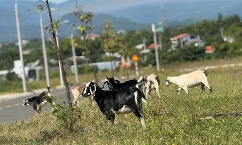 Cụm Công nghiệp Cẩm Lệ xây xong... để đó