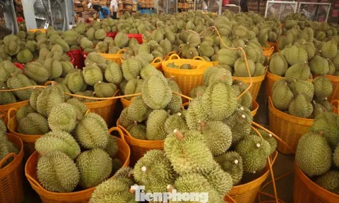 Sầu riêng Đắk Lắk rớt giá mạnh, thương lái dừng mua