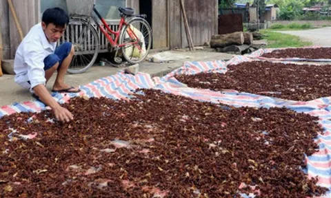 Việt Nam có một loại hoa vừa thu về hơn 45 triệu USD: Nước ta đứng thứ 2 thế giới, xuất khẩu hàng chục nghìn tấn mỗi năm
