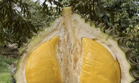 Quê hương của Musang King nhập khẩu sầu riêng Việt Nam để tiêu thụ nội địa