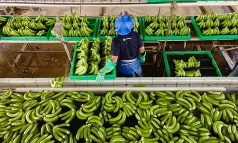 Việt Nam sở hữu “trái cây hạnh phúc” hút mạnh thị trường Trung Quốc, Nhật Bản: Hàng loạt lợi ích bất ngờ