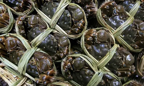 Cua ghẹ Việt đổi dòng chảy: Mỹ tiêu thụ chậm, một thị trường quan trọng khác lại bứt tốc