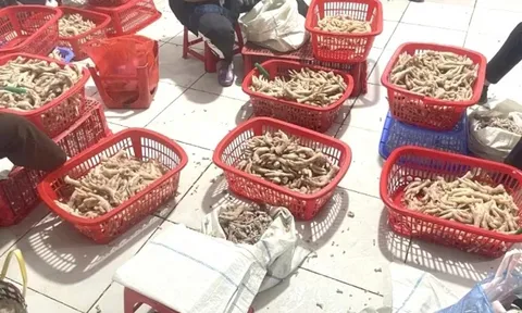 Thu giữ trên 3,5 tấn chân gà ‘bẩn’ ở khu vực biên giới