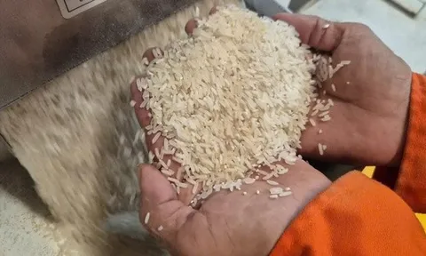 Những loại gạo nào có cơ hội ở thị trường nhập khẩu gạo tới 90%?