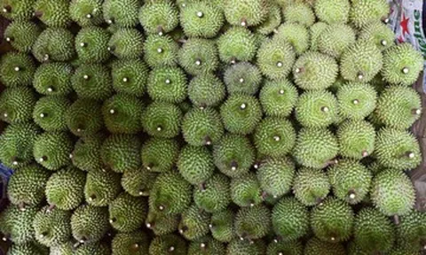 Gần 2.000 container sầu riêng bị ùn ứ: Phó Thủ tướng yêu cầu làm rõ trách nhiệm